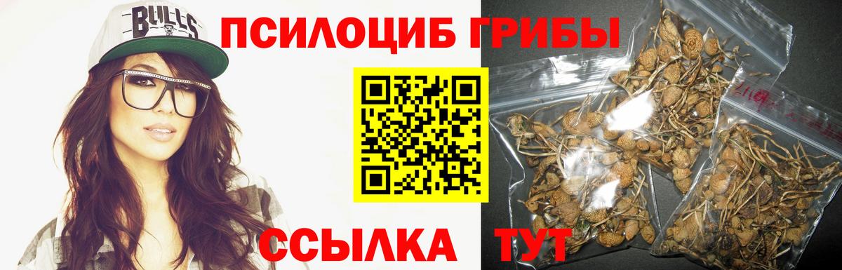 купить наркоту  Псилоцибиновые грибы MAGIC MUSHROOMS  Вход с VPN  Карачаевск 